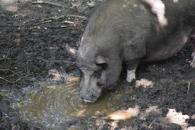 成为中国体 成为中国体