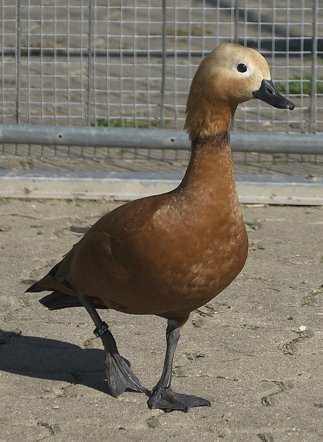 三场五球